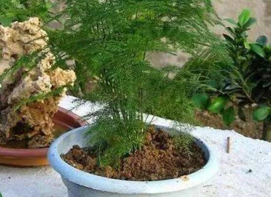 文竹適合什么樣的花盆,陶盆、泥瓦盆適中/紫砂盆最為合適