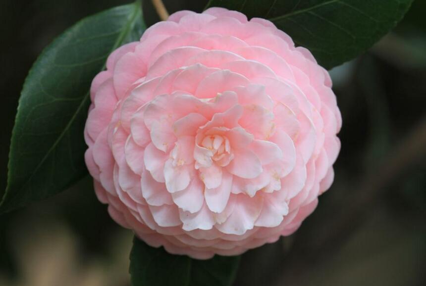 茶花的養(yǎng)護,病蟲害的防治和枝條的修剪