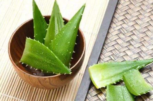 蘆薈一片葉子能栽活嗎,可以/但是要遵循科學的杵插方法
