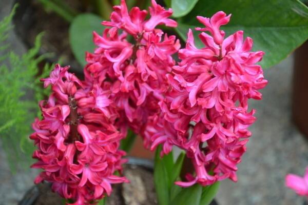 風信子花謝了怎么處理,花謝了不要丟、保留種球來年還可以開花