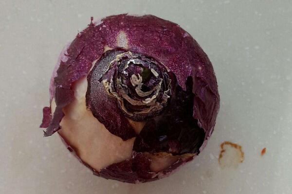 風信子花謝了怎么處理,花謝了不要丟、保留種球來年還可以開花
