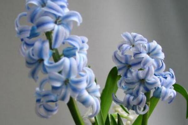 風信子花謝了怎么處理,花謝了不要丟、保留種球來年還可以開花