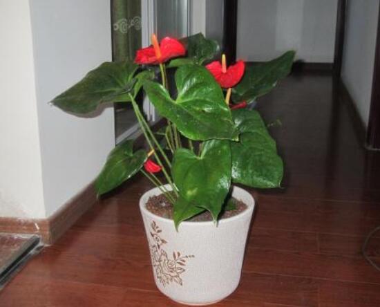 紅掌怎么修剪,教你五個簡單易學步驟(花開爆盆)