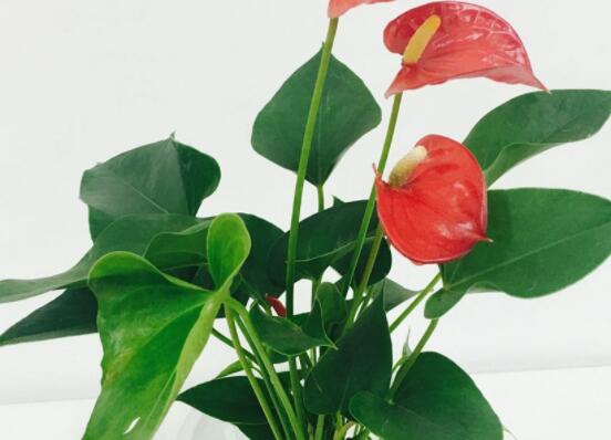 紅掌怎么修剪,教你五個簡單易學步驟(花開爆盆)