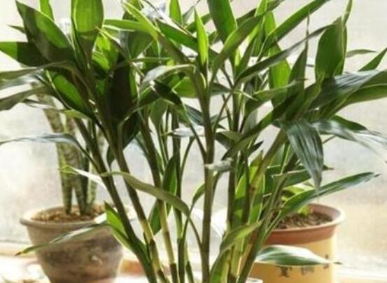如何修剪富貴竹,教你最全面三種修剪方法(枝葉/葉芽/根系)