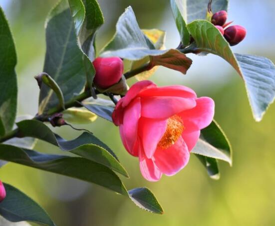 茶花有蕾不開花怎么辦,三種原因以及解決方法