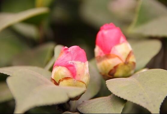 茶花有蕾不開花怎么辦,三種原因以及解決方法