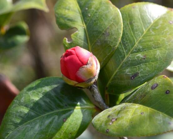 茶花有蕾不開花怎么辦,三種原因以及解決方法