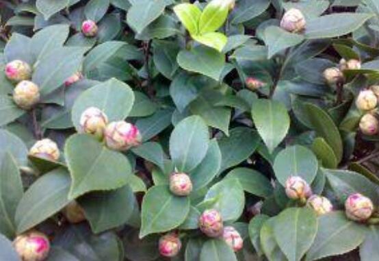 茶花有蕾不開花怎么辦,三種原因以及解決方法