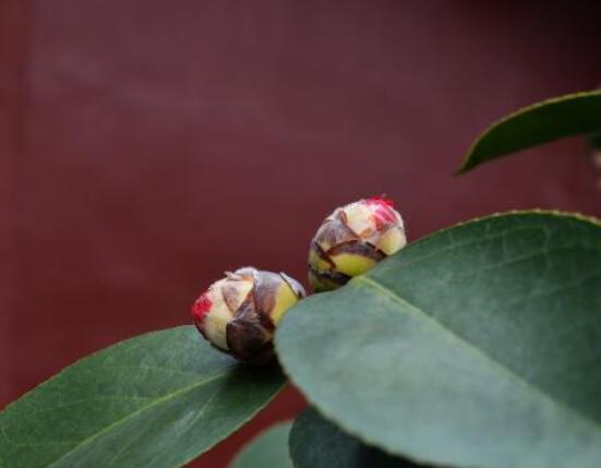 茶花有蕾不開花怎么辦,三種原因以及解決方法