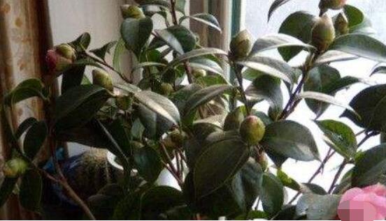 茶花有蕾不開花怎么辦,三種原因以及解決方法