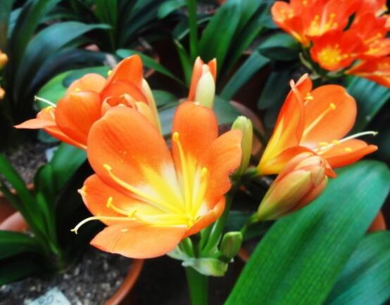 君子蘭開花前怎么養(yǎng)護,只需要做好四個要點即可(花大色艷)
