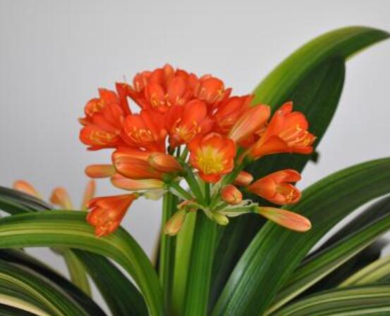 君子蘭開花前怎么養(yǎng)護,只需要做好四個要點即可(花大色艷)