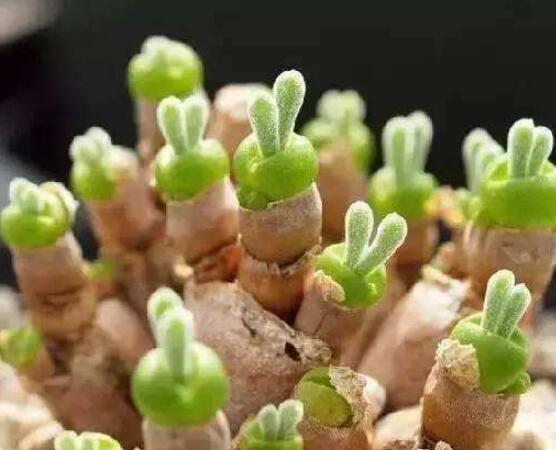碧光環多肉有毒嗎,無毒/株型優雅、美觀可愛