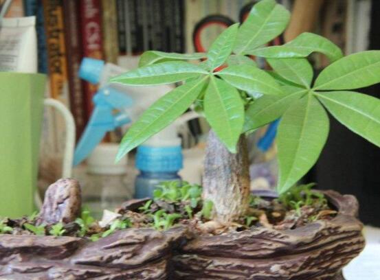 發財樹在家中怎么擺放,教你五個最合適擺放位置(財源廣進)