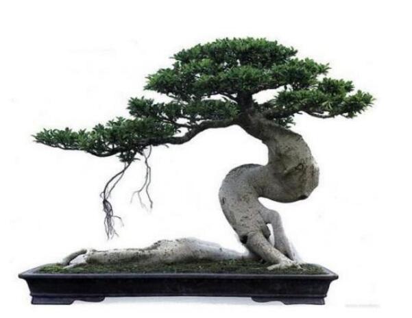 榕樹寓意到底是好是壞,在古代南方被稱為神樹的象征