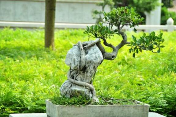 榕樹寓意到底是好是壞,在古代南方被稱為神樹的象征