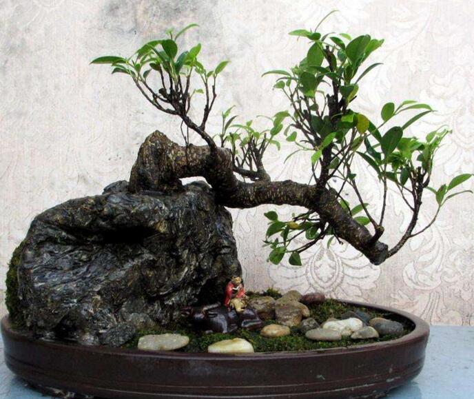 榕樹寓意到底是好是壞,在古代南方被稱為神樹的象征