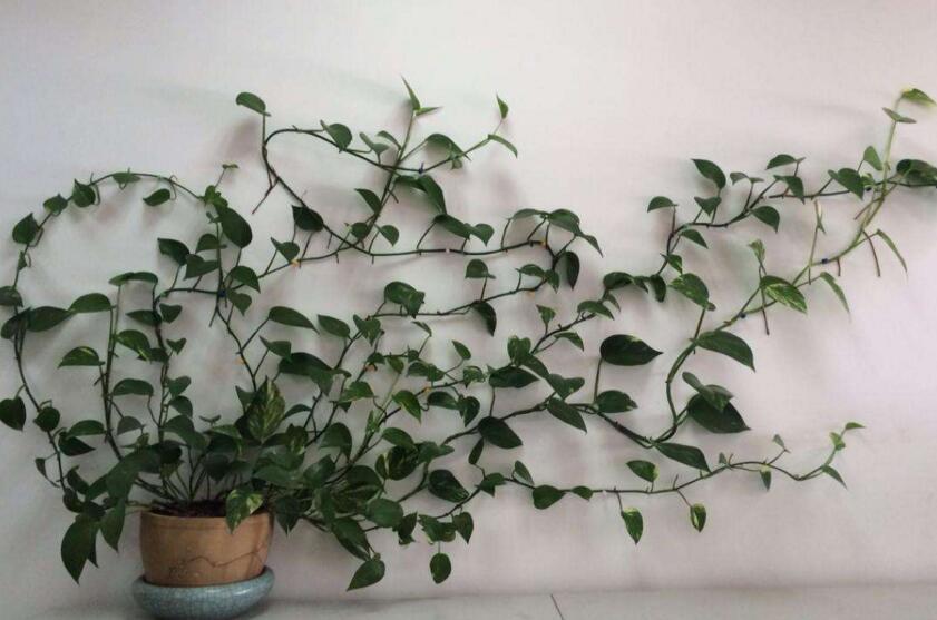 綠蘿如何施肥,最好施加這4種有利于成長的肥料