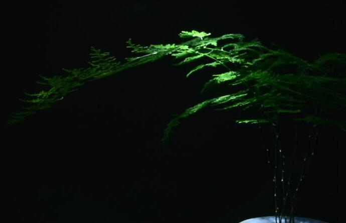 矮文竹怎么澆水,不合理的澆水會導(dǎo)致根部腐爛