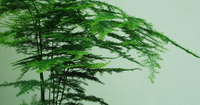 矮文竹怎么澆水,不合理的澆水會導(dǎo)致根部腐爛