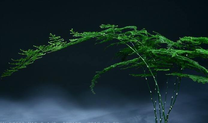矮文竹怎么澆水,不合理的澆水會導(dǎo)致根部腐爛