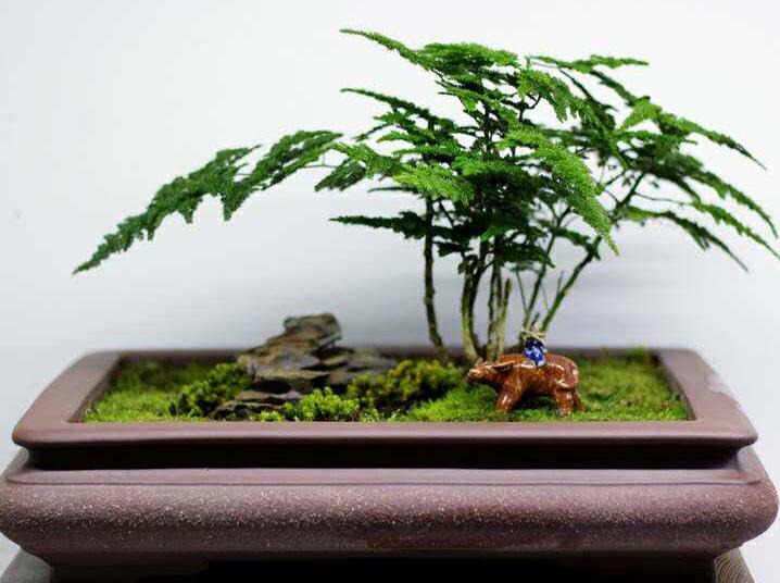 矮文竹怎么澆水,不合理的澆水會導(dǎo)致根部腐爛