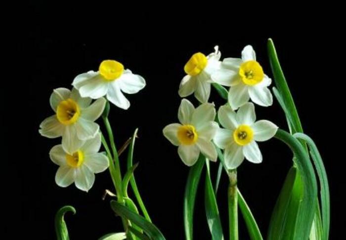 水仙花如何澆水,養(yǎng)殖方法不同澆水方法也不同