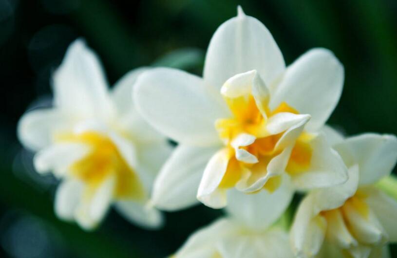 水仙花如何澆水,養(yǎng)殖方法不同澆水方法也不同