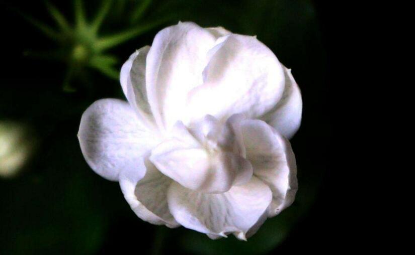 茉莉花開花后怎么辦,要及時修剪和施肥等3個方面的養護