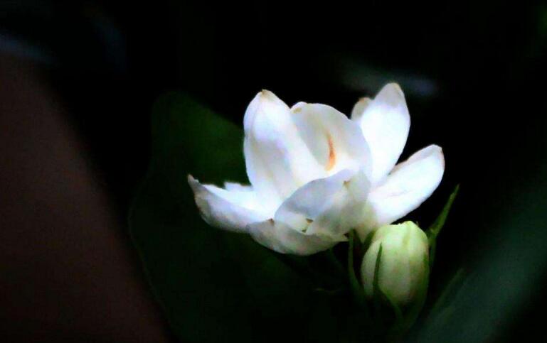 茉莉花開花后怎么辦,要及時修剪和施肥等3個方面的養護