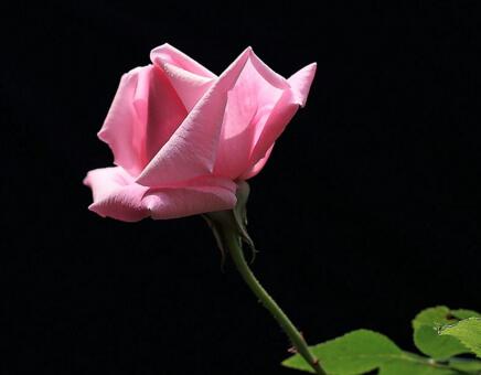 月季花春季管理方法,5個方面進行科學管理