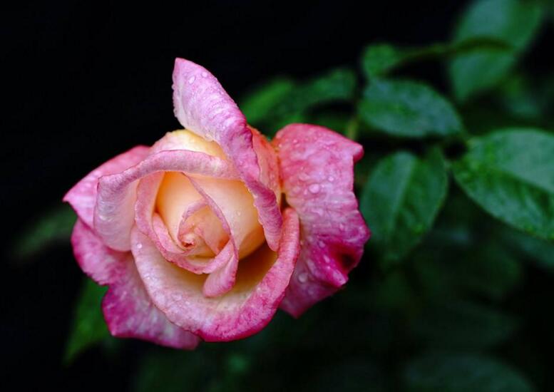 月季花春季管理方法,5個方面進行科學管理