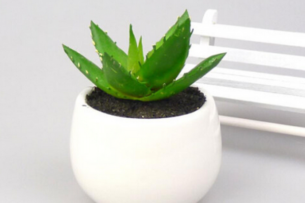 蘆薈的用處,介紹蘆薈的四大用途