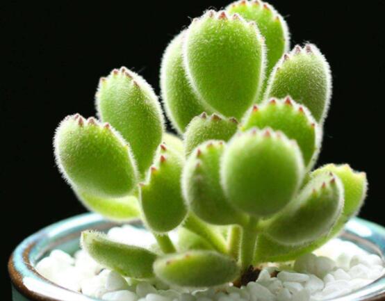 熊童子開花寓意,一片生機勃勃的綠色景象(美好寓意)