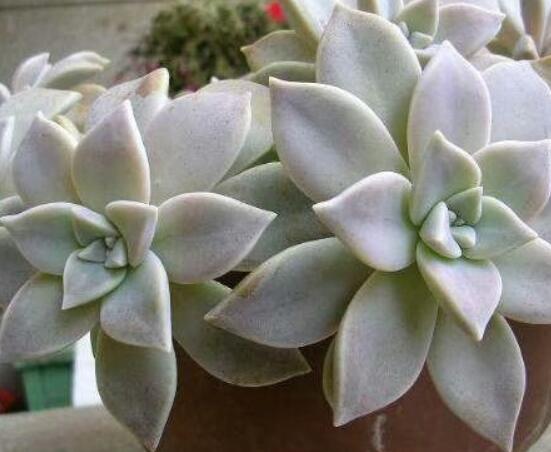 寶石花的花語是什么,代表著一種永不凋謝的愛、大富大貴