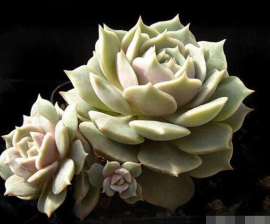 寶石花的花語是什么,代表著一種永不凋謝的愛、大富大貴