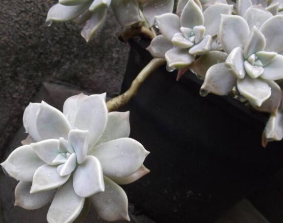 寶石花的花語是什么,代表著一種永不凋謝的愛、大富大貴