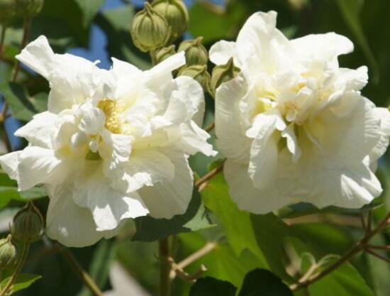 白色芙蓉花花語是什么,代表著早熟、纖細之美、純潔