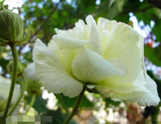 白色芙蓉花花語是什么,代表著早熟、纖細之美、純潔