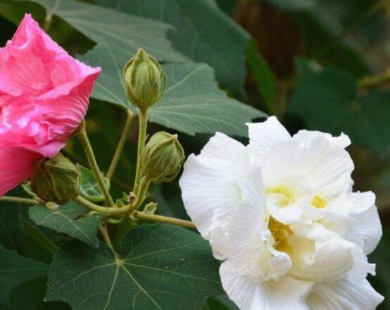 白色芙蓉花花語是什么,代表著早熟、纖細之美、純潔