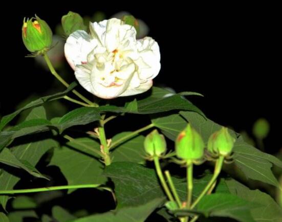 白色芙蓉花花語是什么,代表著早熟、纖細之美、純潔