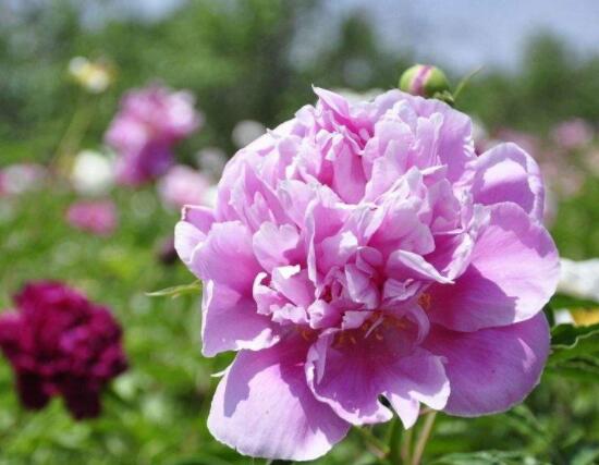芍藥花幾年開花,每年只含苞盛放一次(花期5-6月)