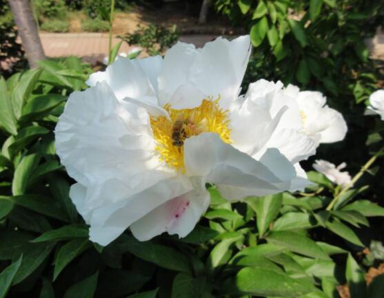 芍藥花幾年開花,每年只含苞盛放一次(花期5-6月)