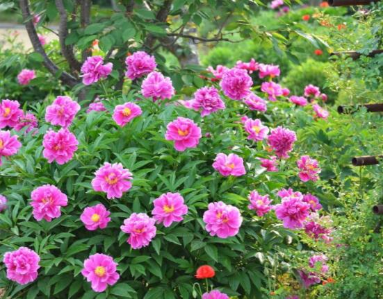 芍藥花幾年開花,每年只含苞盛放一次(花期5-6月)