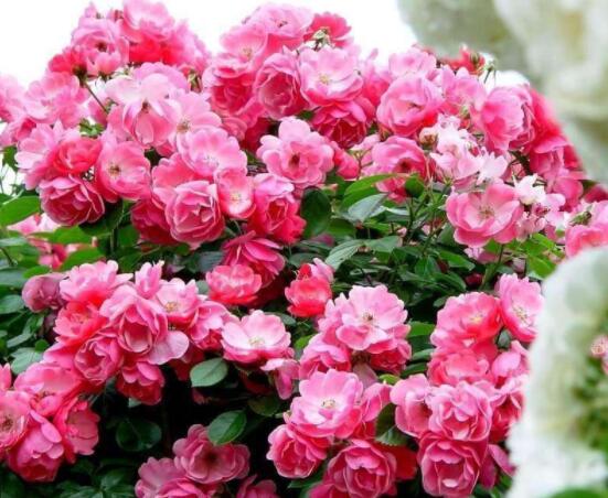 薔薇花怎么不開花,教你三種原因以及解決方法