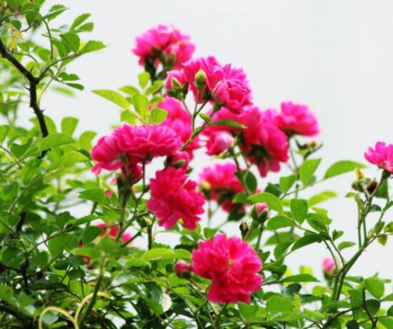 薔薇花怎么不開花,教你三種原因以及解決方法