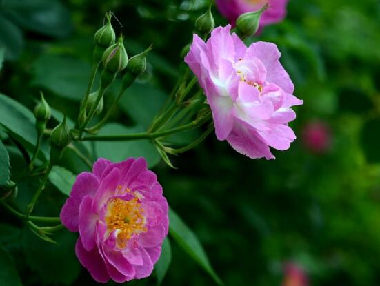 薔薇花怎么不開花,教你三種原因以及解決方法
