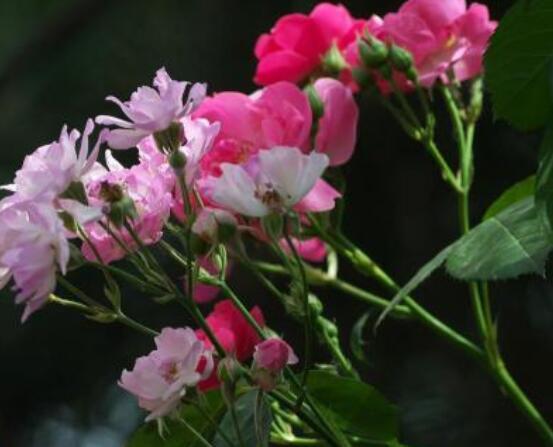 薔薇花怎么不開花,教你三種原因以及解決方法