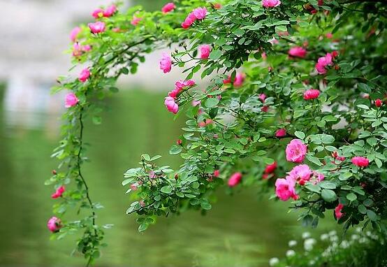 薔薇花怎么不開花,教你三種原因以及解決方法